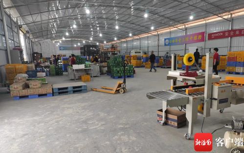 瓊中綠橙產(chǎn)業(yè)數(shù)字化轉(zhuǎn)型 數(shù)據(jù)化分選工廠與赤壁企業(yè)網(wǎng)站建設(shè)雙輪驅(qū)動(dòng)，實(shí)現(xiàn)產(chǎn)業(yè)增效與穩(wěn)定就業(yè)雙豐收